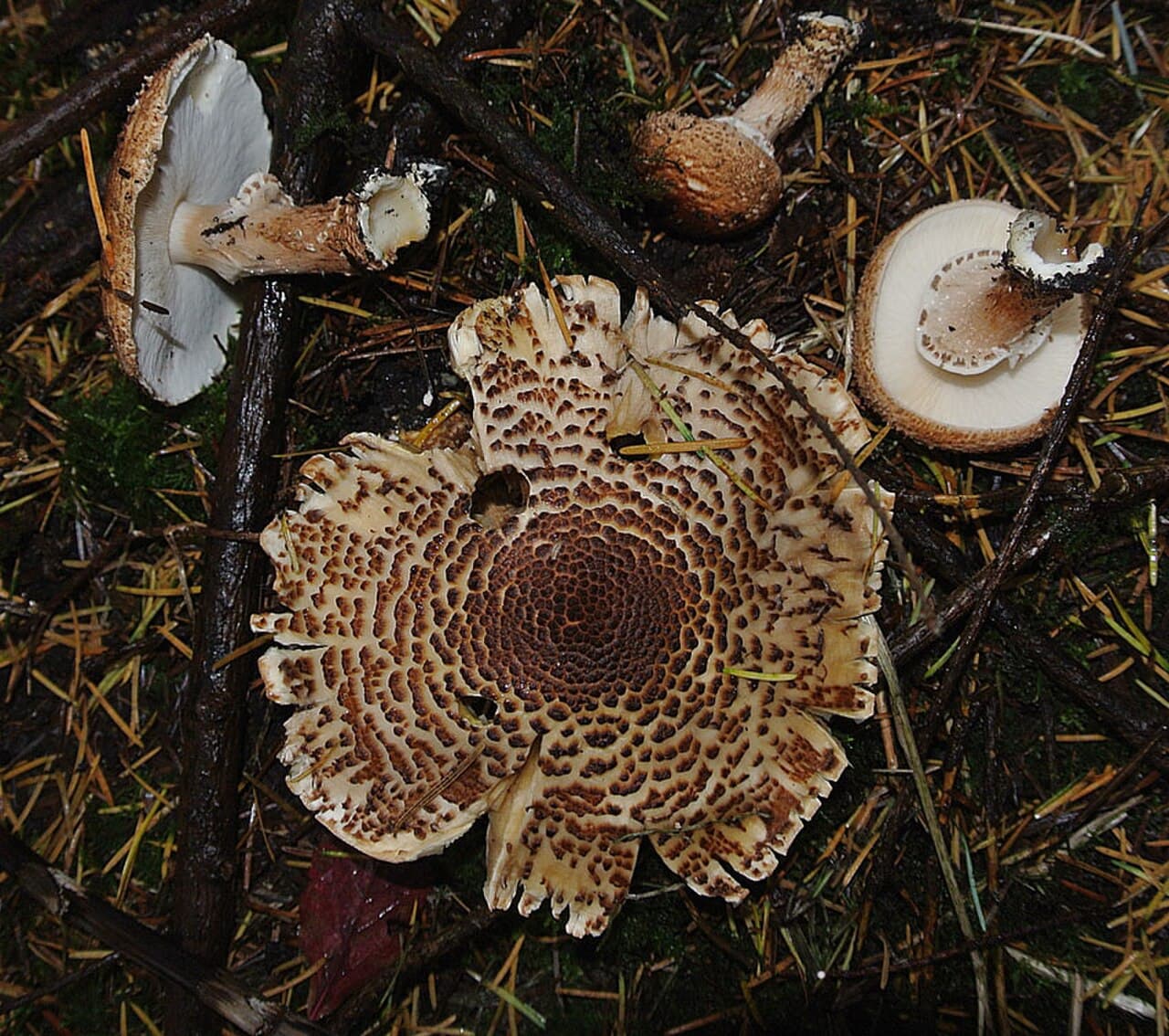 Bedla černošupinná — charakteristický detail