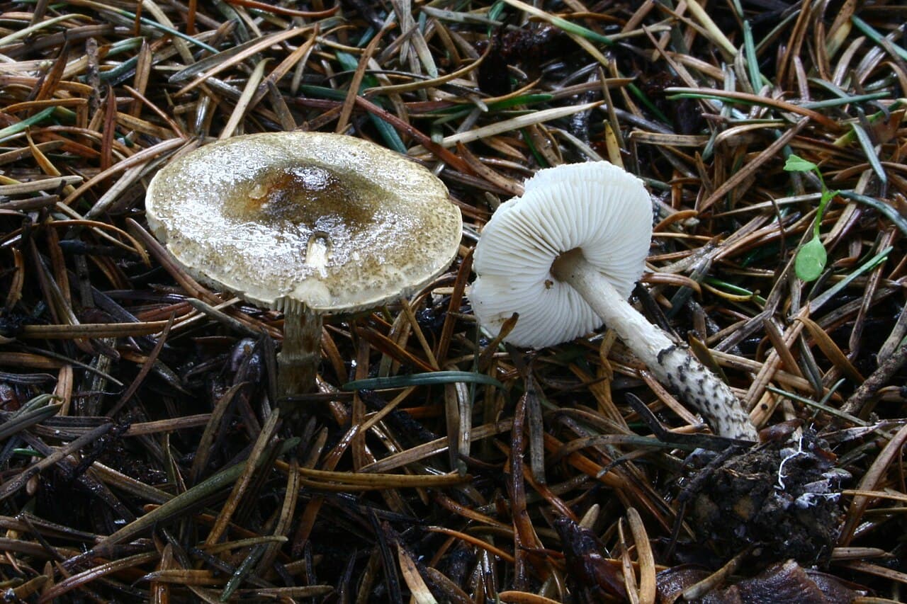 Bedla černošupinná (Lepiota felina)
