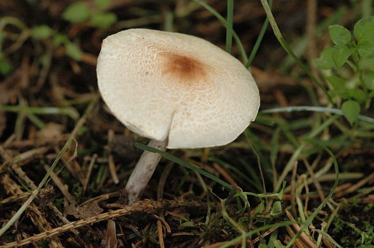 Bedla hřebenitá — charakteristický detail