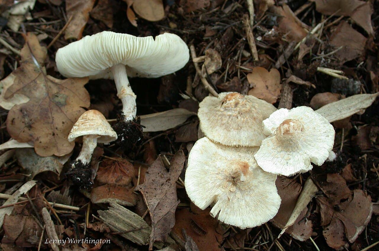 Bedla hřebenitá (Lepiota cristata)