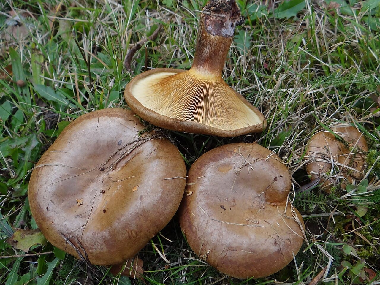 Čechratka podvinutá — charakteristický detail