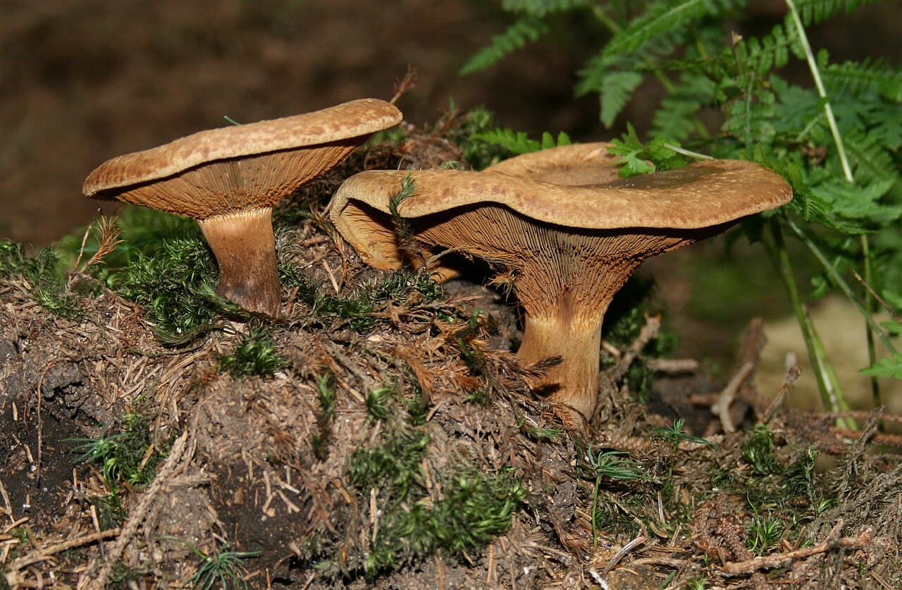 Čechratka podvinutá (Paxillus involutus)