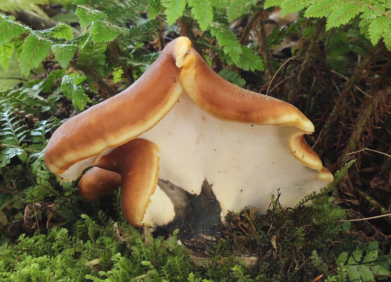 Choroš smolonohý (Polyporus badius)