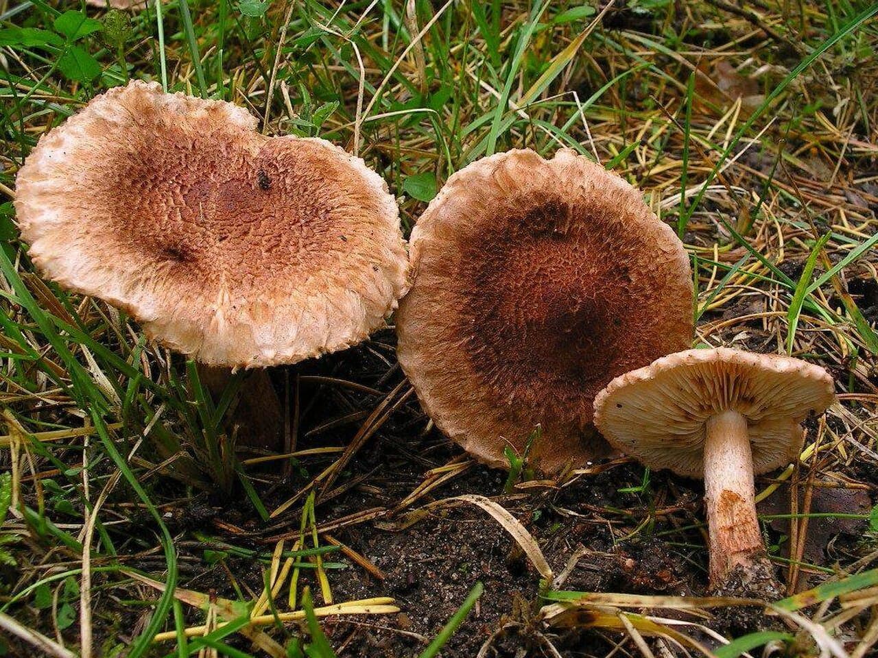 Čirůvka kravská — charakteristický detail