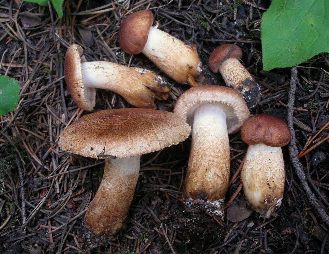 Čirůvka kravská (Tricholoma vaccinum)