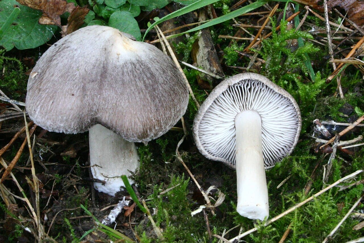Čirůvka zemní (Tricholoma terreum)