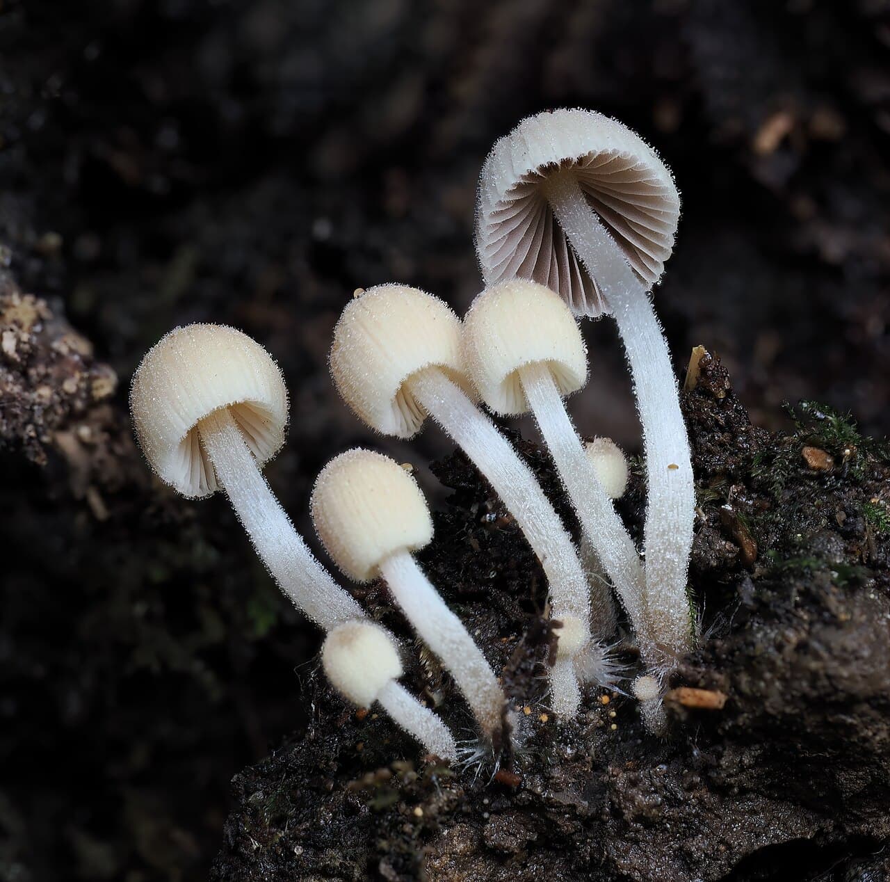Hnojník nasetý (Coprinellus disseminatus)