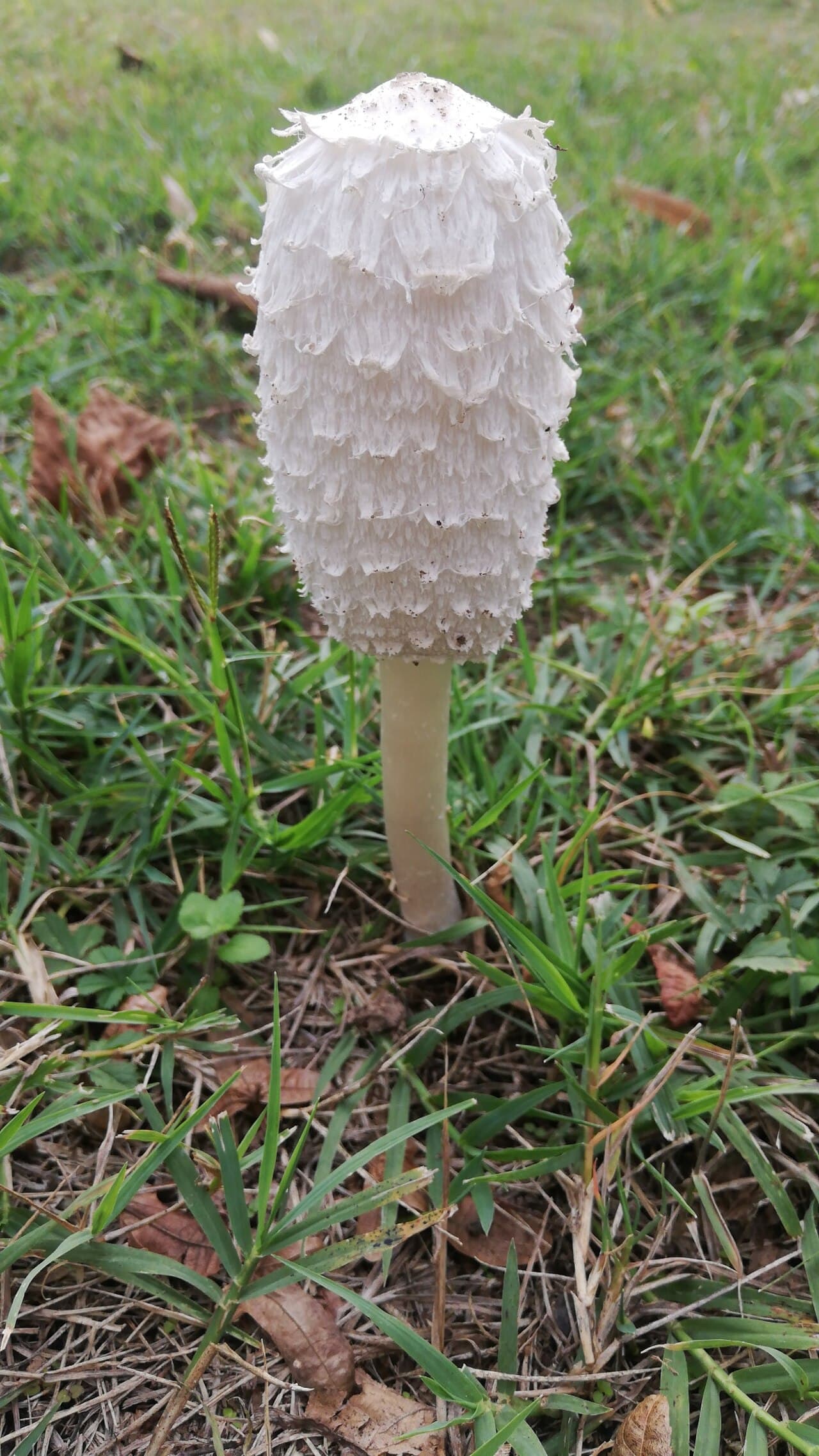 Hnojník obecný — charakteristický detail