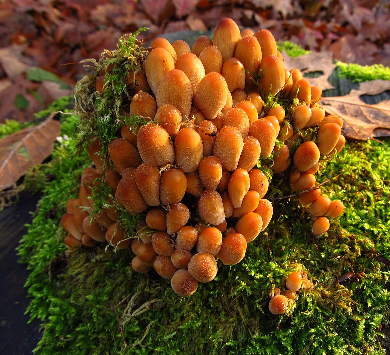 Hnojník třpytivý — charakteristický detail