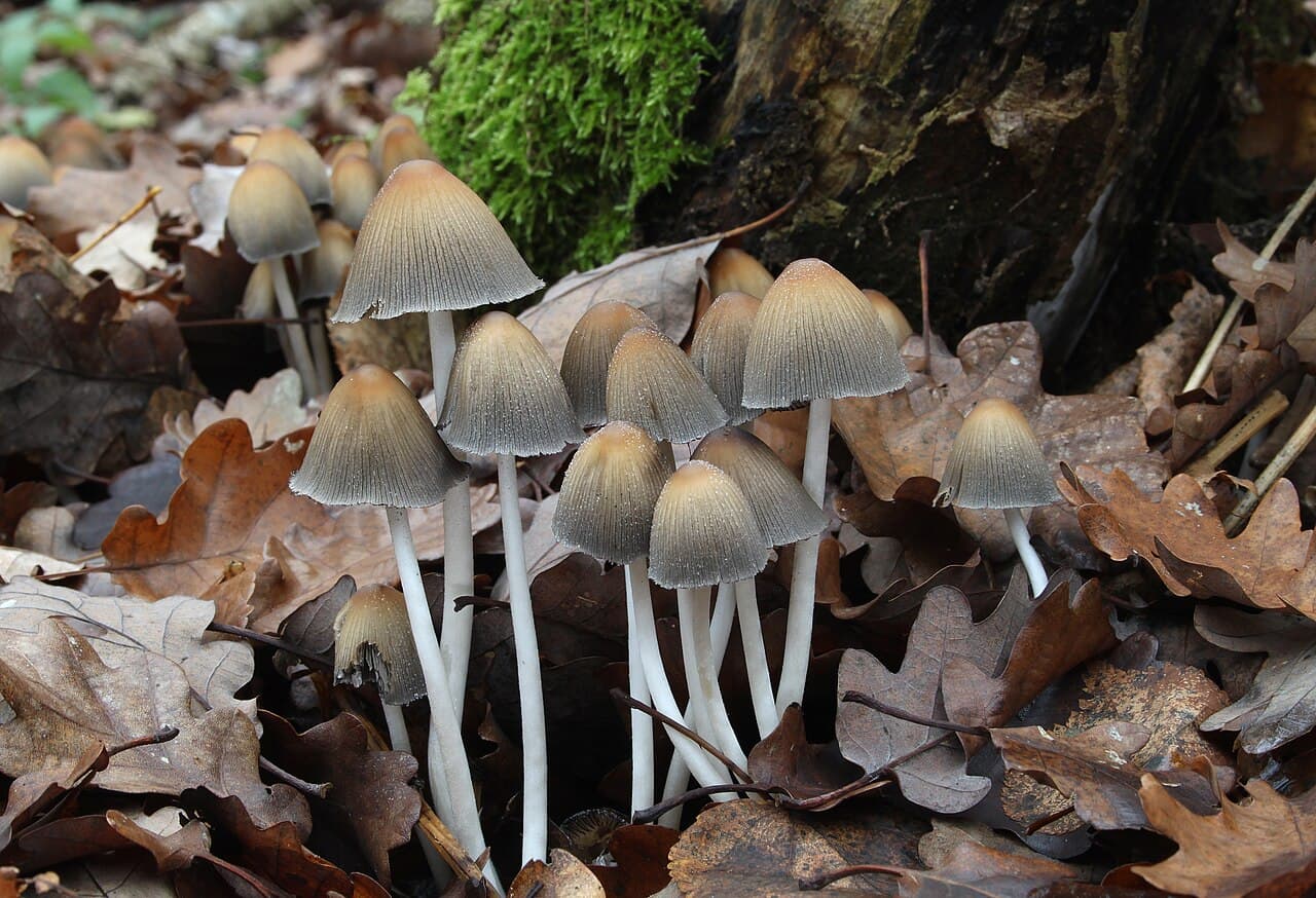 Hnojník třpytivý (Coprinellus micaceus)