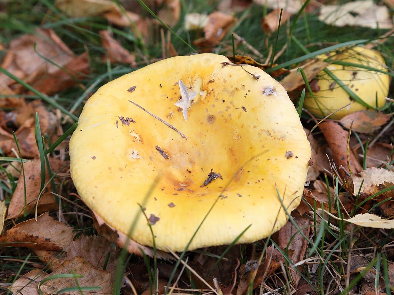 Holubinka chromová (Russula claroflava)