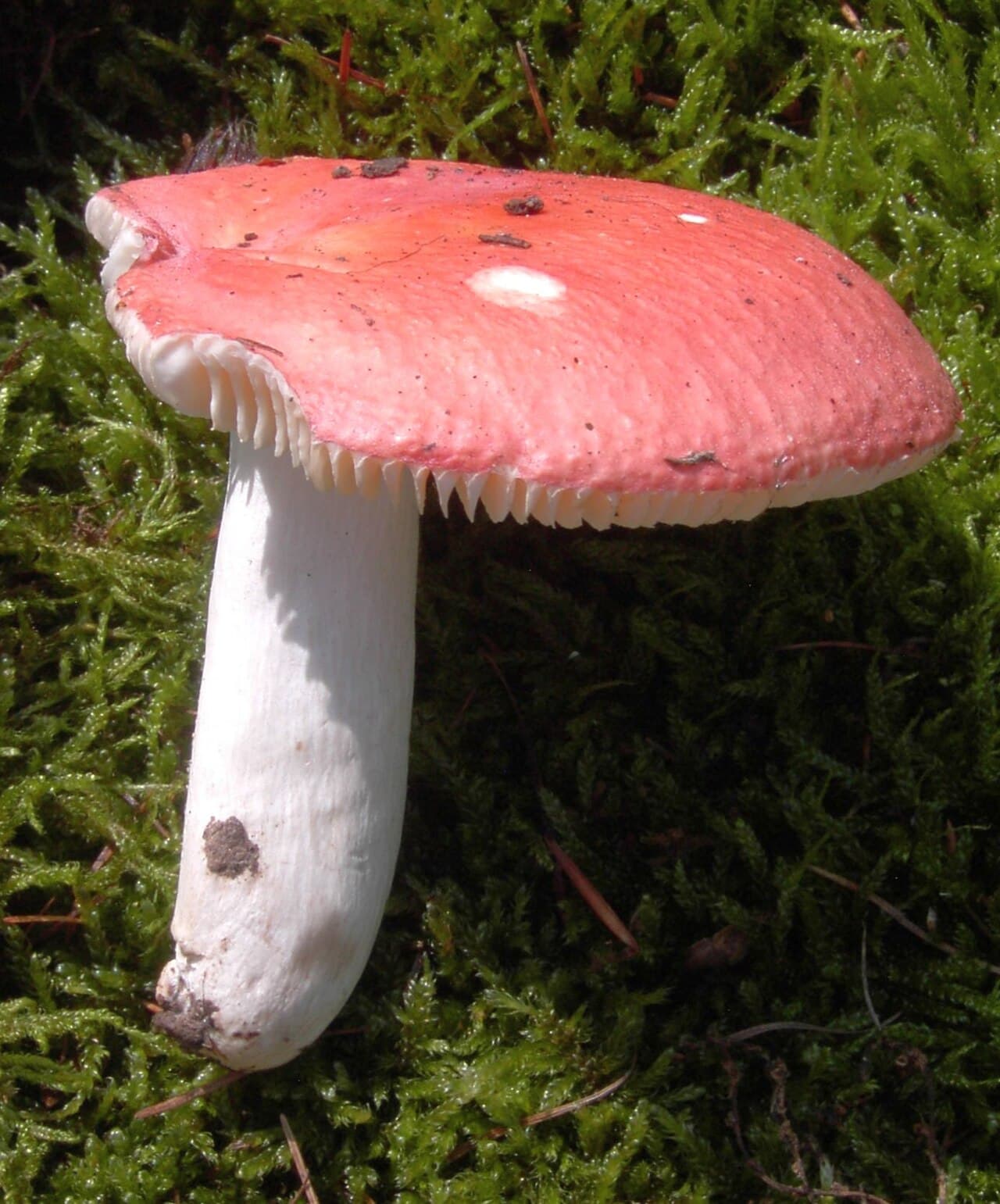 Holubinka ruměná — charakteristický detail