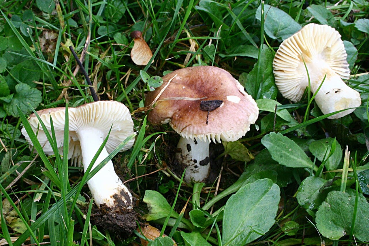 Holubinka slanečková — charakteristický detail