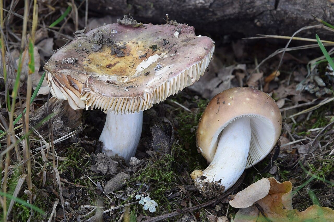 Holubinka slanečková (Russula graveolens)