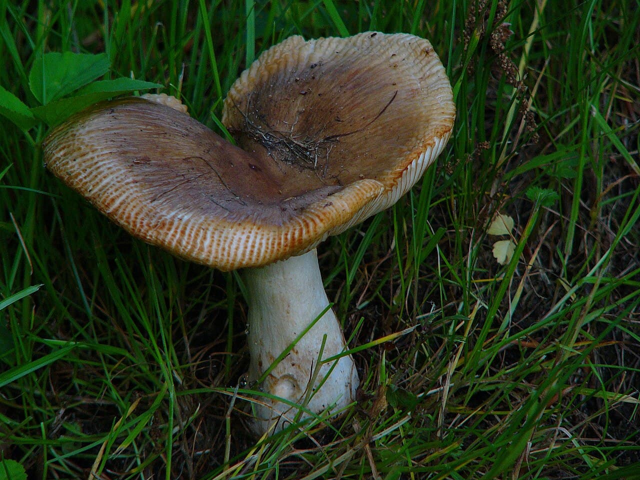 Holubinka smrdutá — charakteristický detail