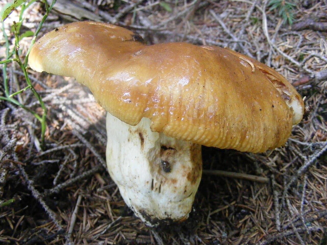 Holubinka smrdutá (Russula foetens)