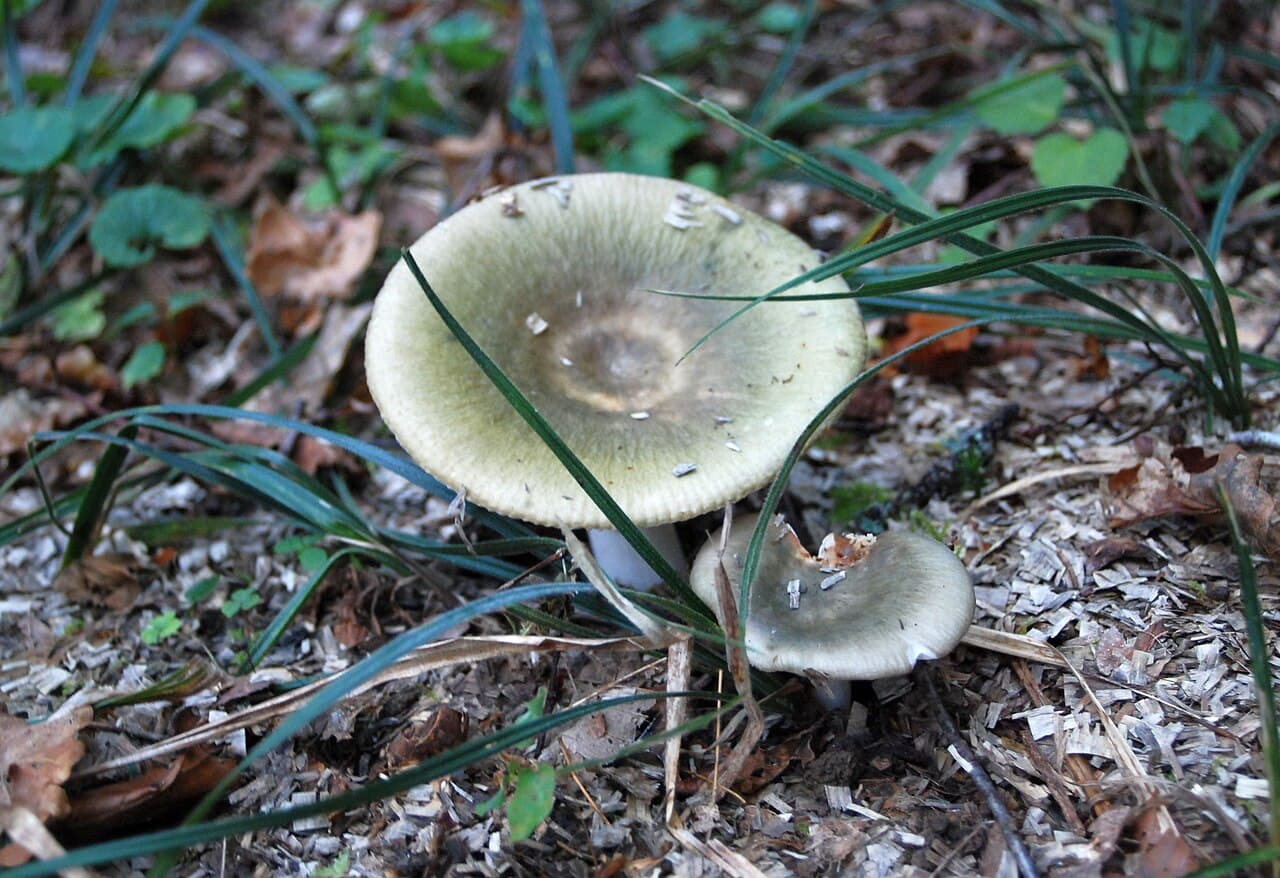 Holubinka trávozelená (Russula aeruginea)