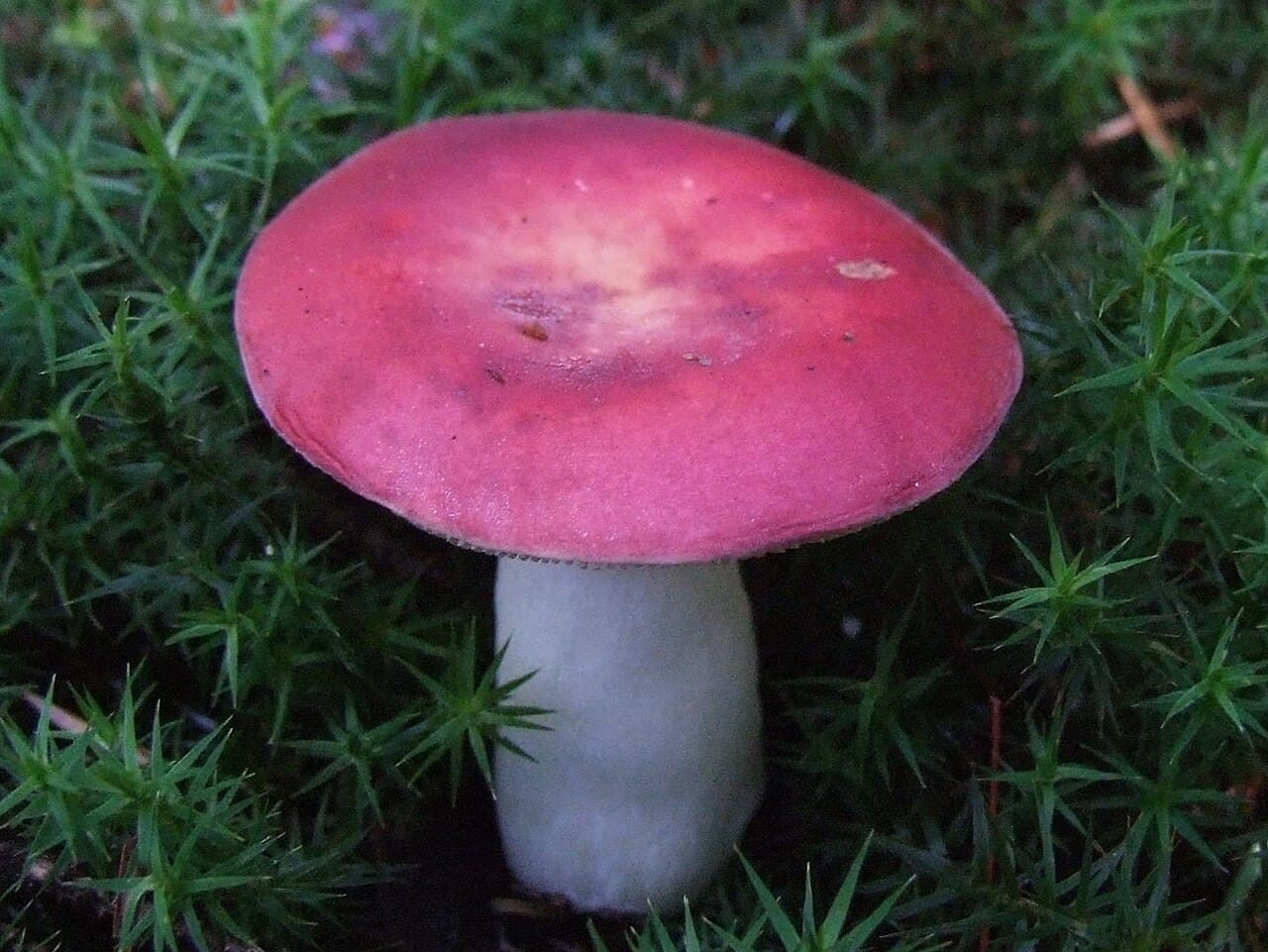 Holubinka vrhavka (Russula emetica)