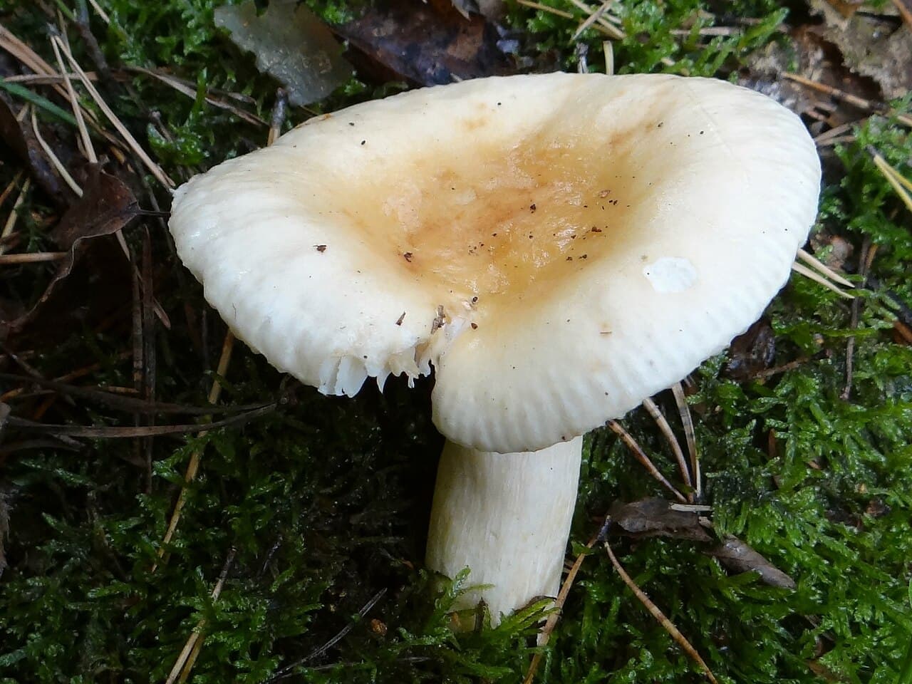 Holubinka žlučová — charakteristický detail