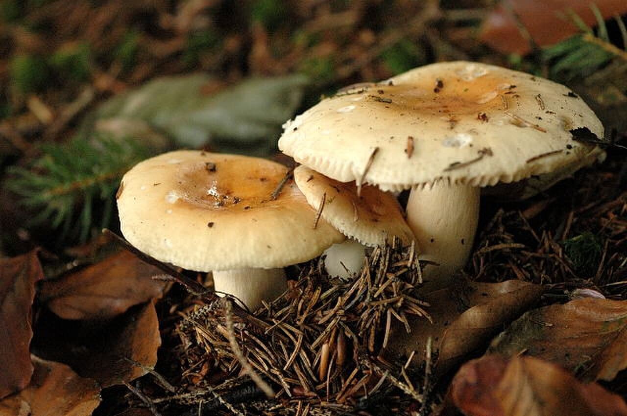 Holubinka žlučová (Russula fellea)