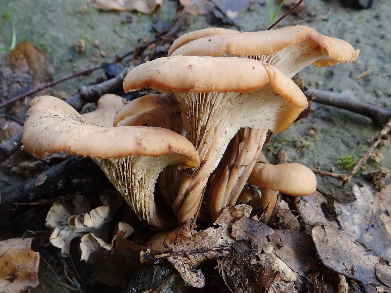 Houžovec hlemýžďovitý — charakteristický detail