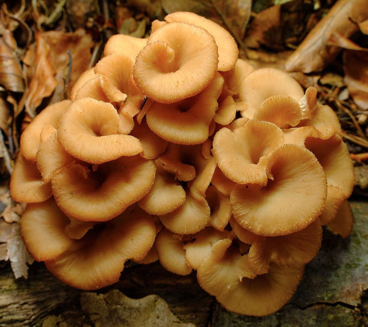 Houžovec hlemýžďovitý (Lentinellus cochleatus)