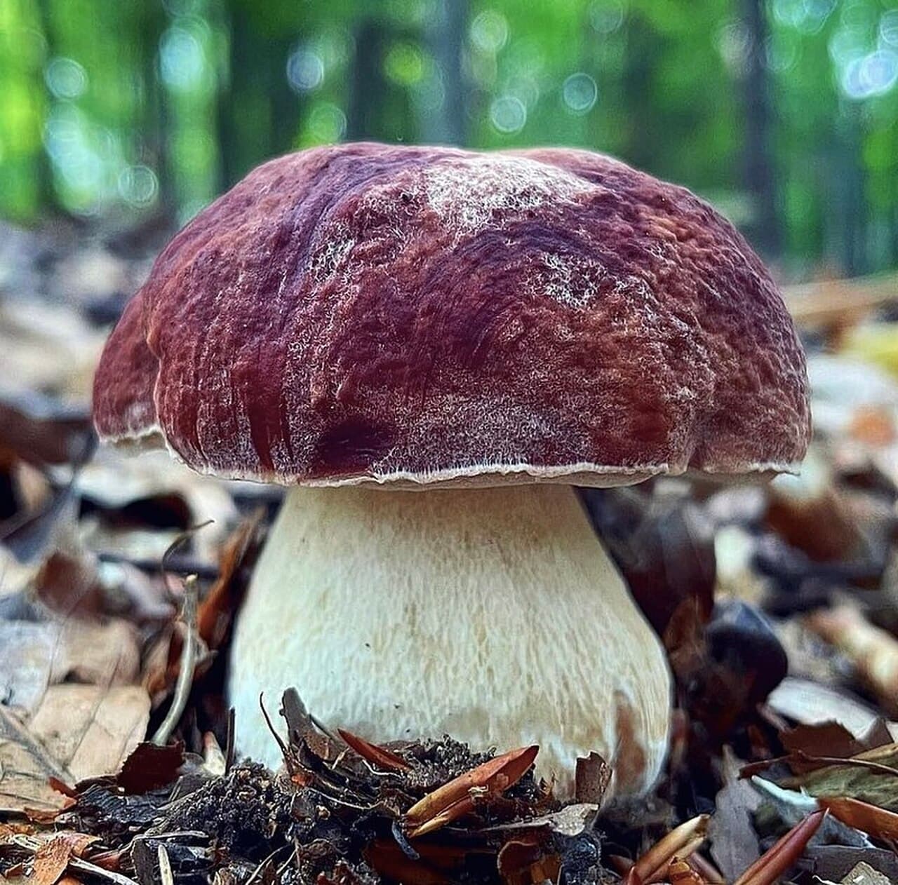 Hřib borový — charakteristický detail