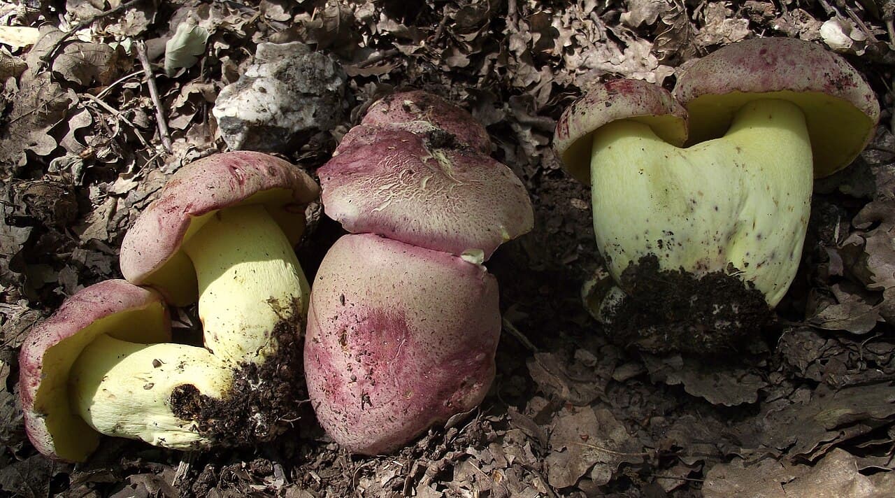 Hřib královský (Butyriboletus regius)