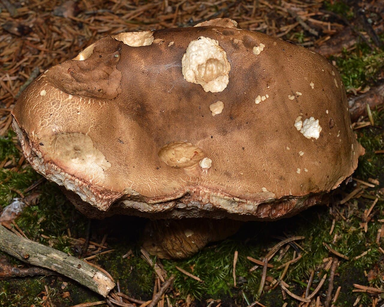 Hřib žlučník, charakteristický detail