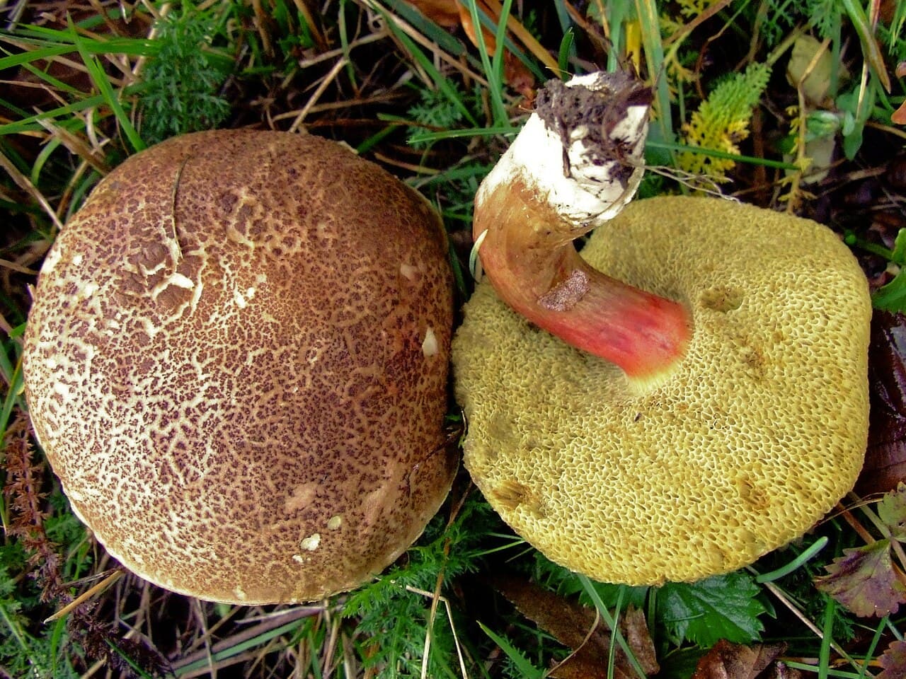 Hřib žlutomasý (Xerocomellus chrysenteron)