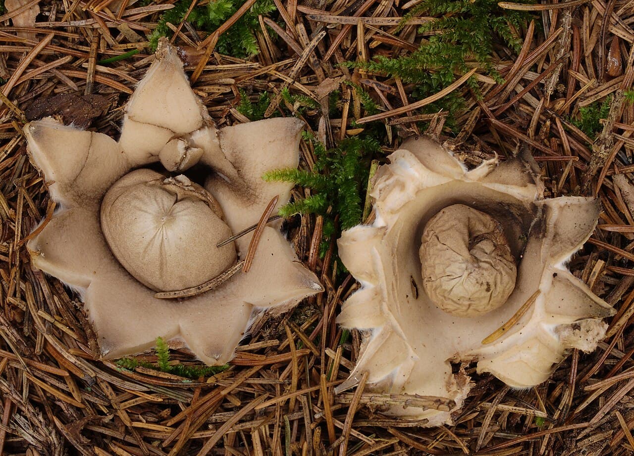Hvězdovka brvitá (Geastrum fimbriatum)