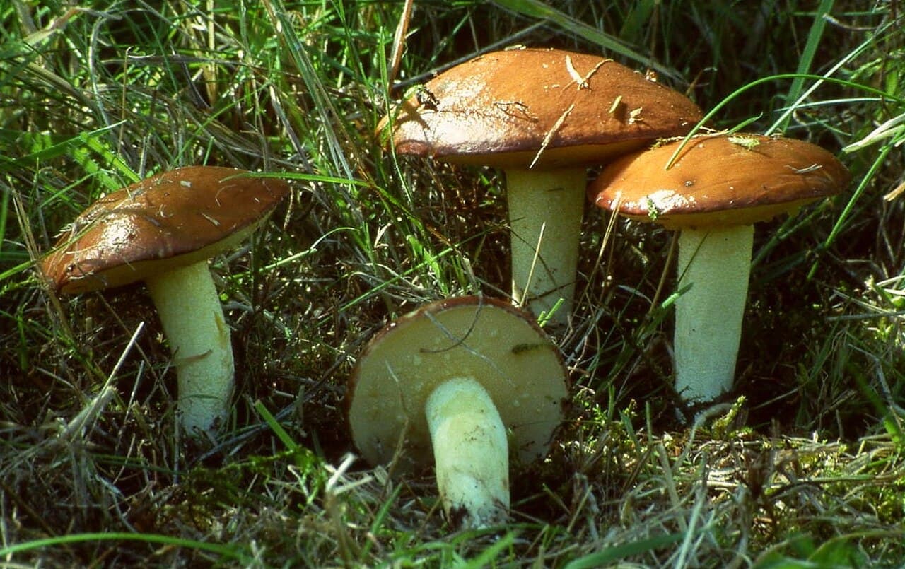 Klouzek zrnitý, charakteristický detail