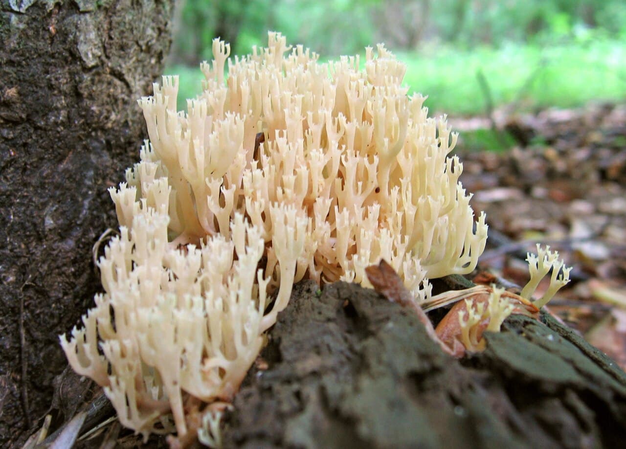 Korunokyjka svícnovitá — charakteristický detail