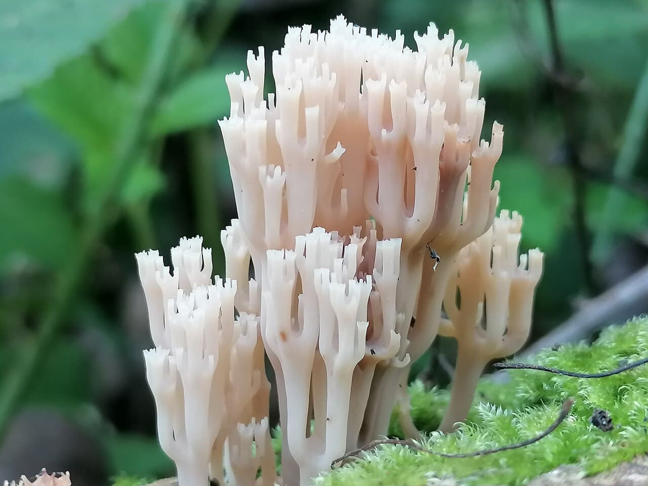 Korunokyjka svícnovitá (Artomyces pyxidatus)
