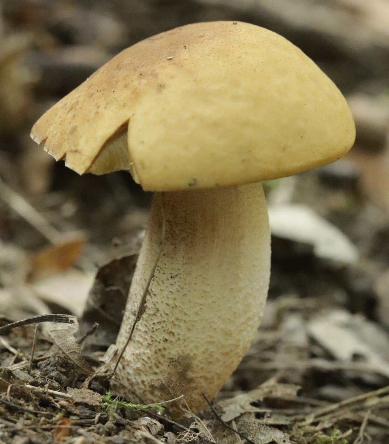 Kozák dubový — charakteristický detail