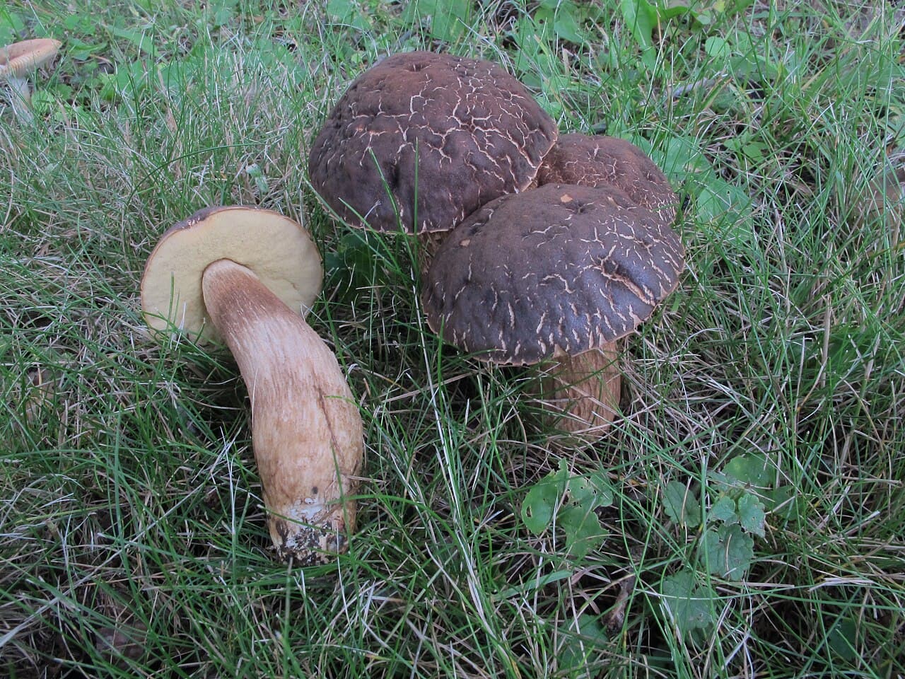 Kozák dubový (Leccinellum crocipodium)