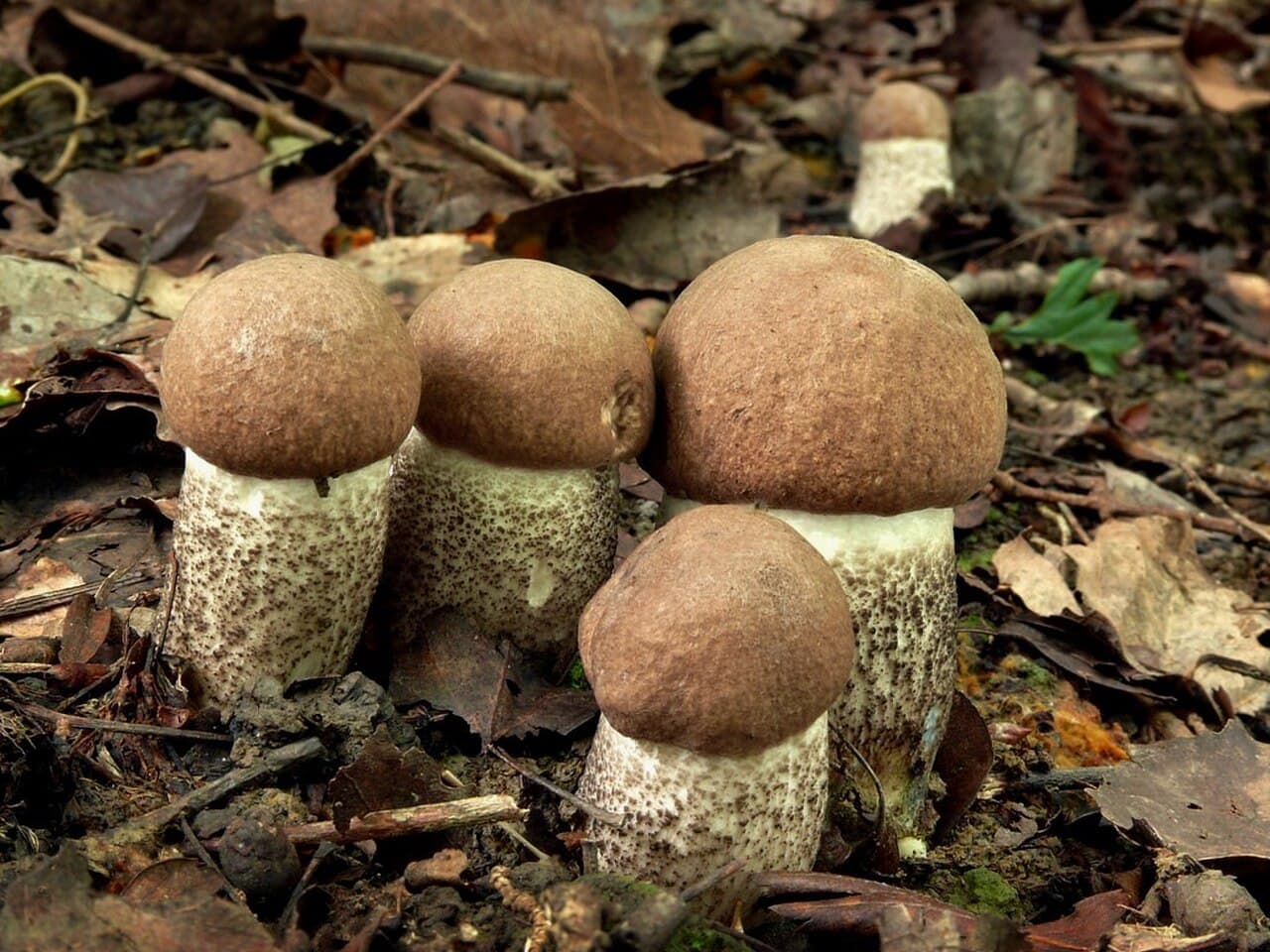 Kozák topolový (Leccinum duriusculum)