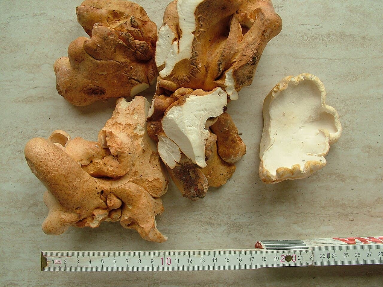 Krásnopórka žemlička — charakteristický detail