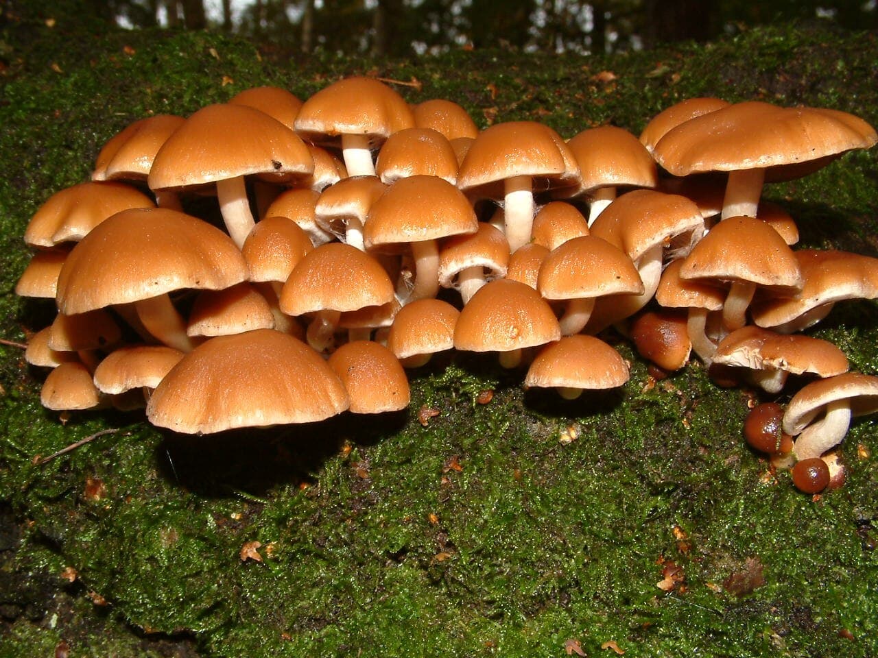 Křehutka vodomilná (Psathyrella piluliformis)