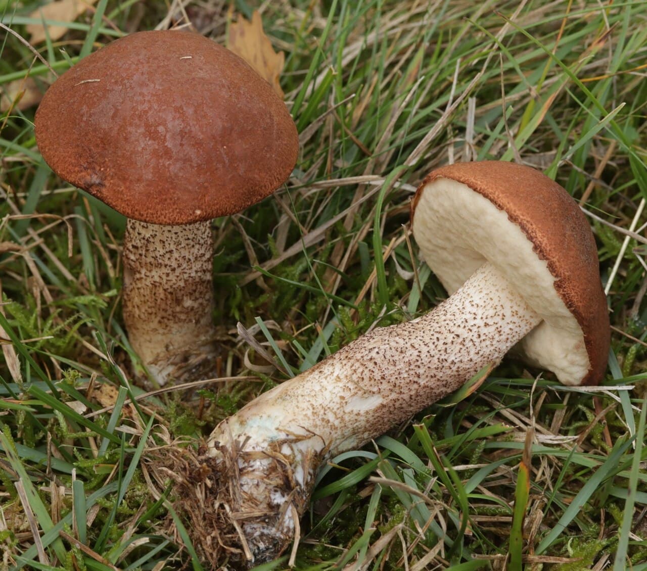 Křemenáč krvavý — charakteristický detail
