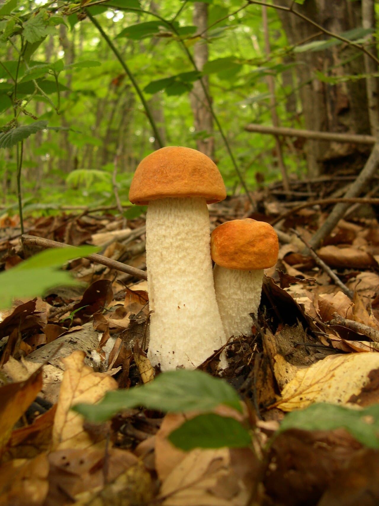Křemenáč krvavý (Leccinum aurantiacum)