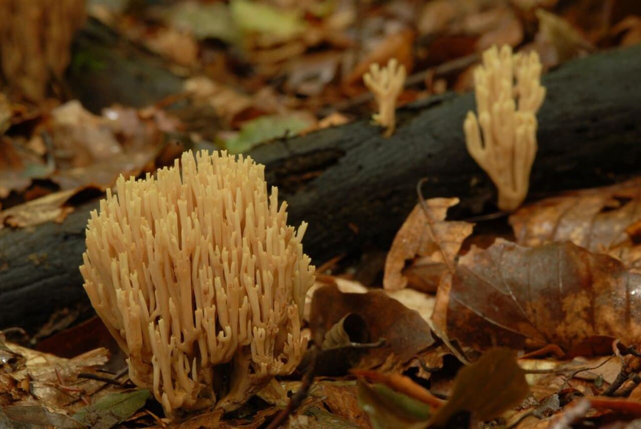 Kuřátka Invalova — charakteristický detail