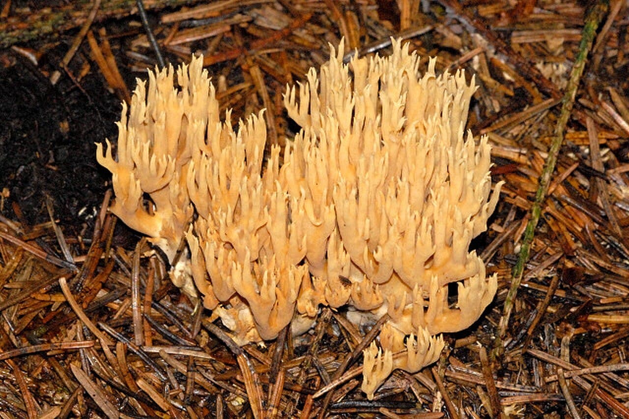 Kuřátka Invalova (Ramaria eumorpha)