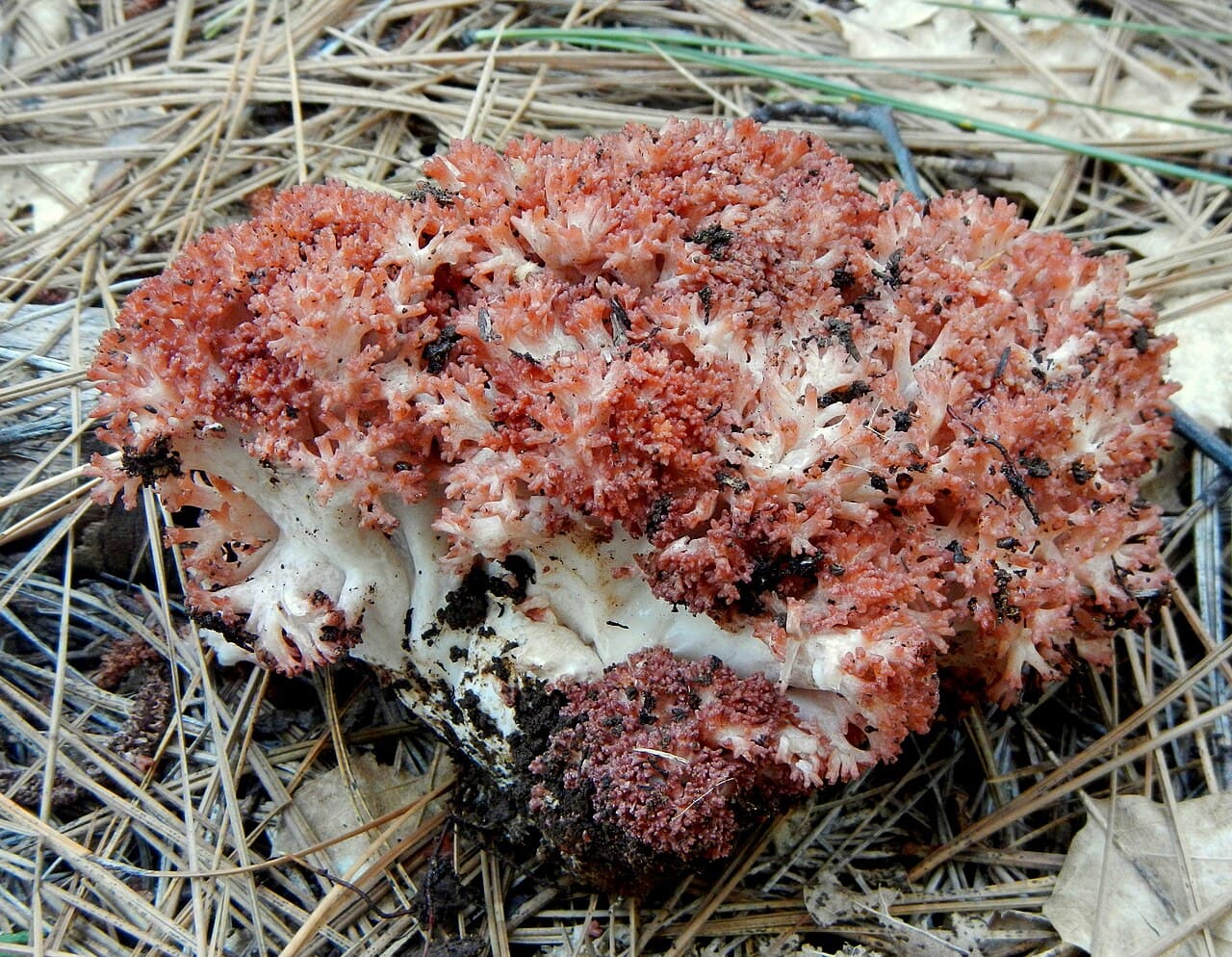 Kuřátka načervenalá (Ramaria rubripermanens)