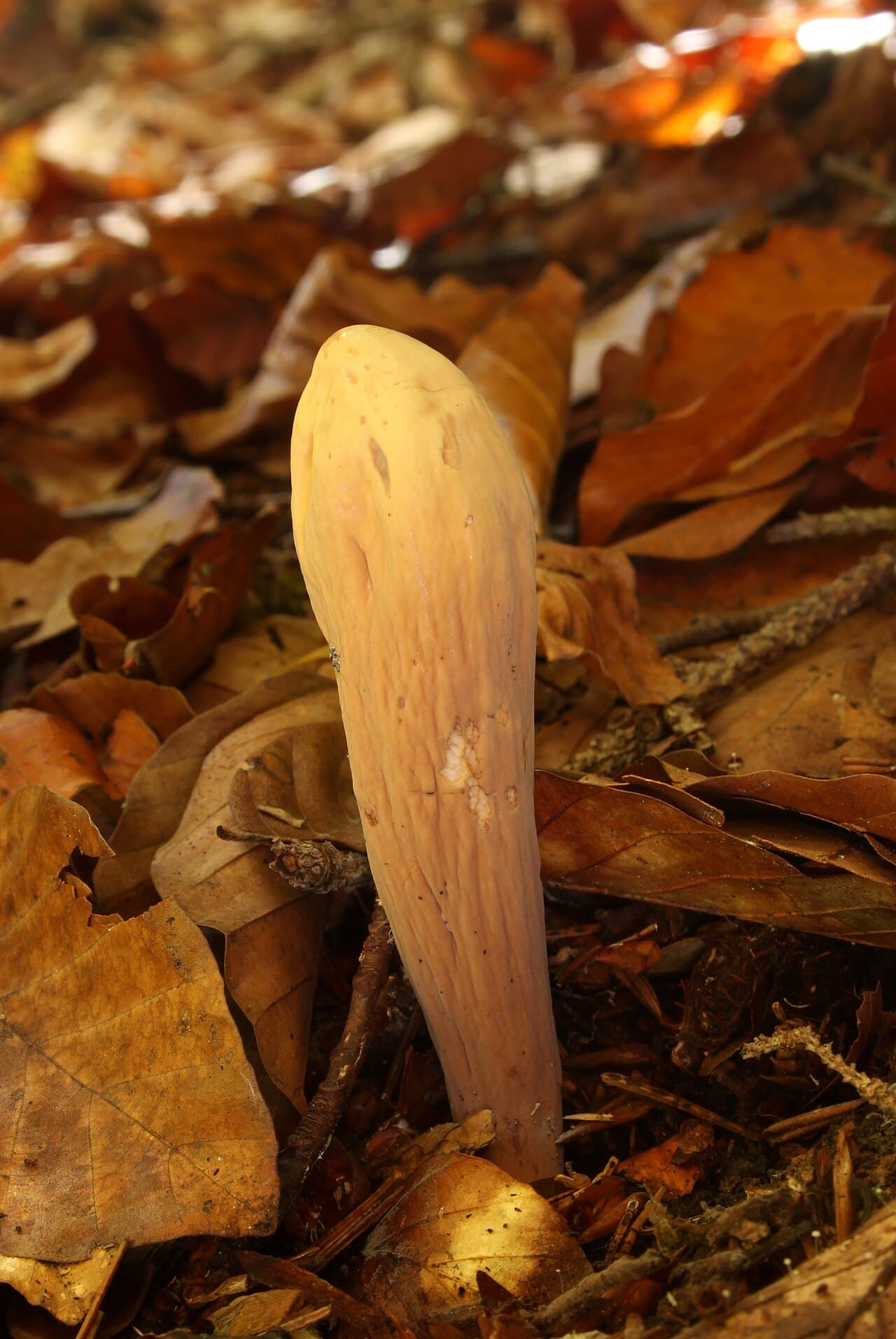 Kyj Herkulův (Clavariadelphus pistillaris)