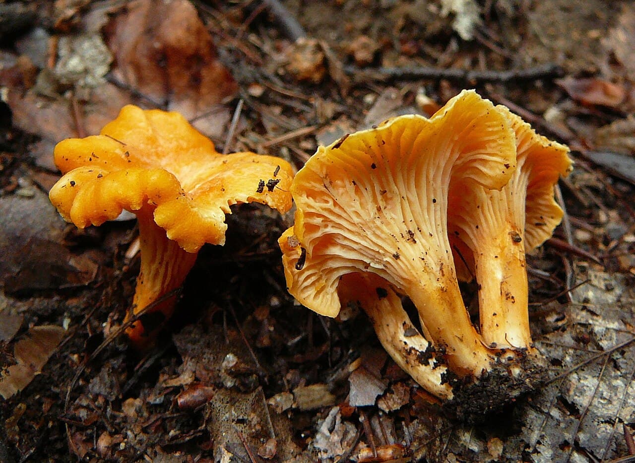 Liška Friesova (Cantharellus friesii)