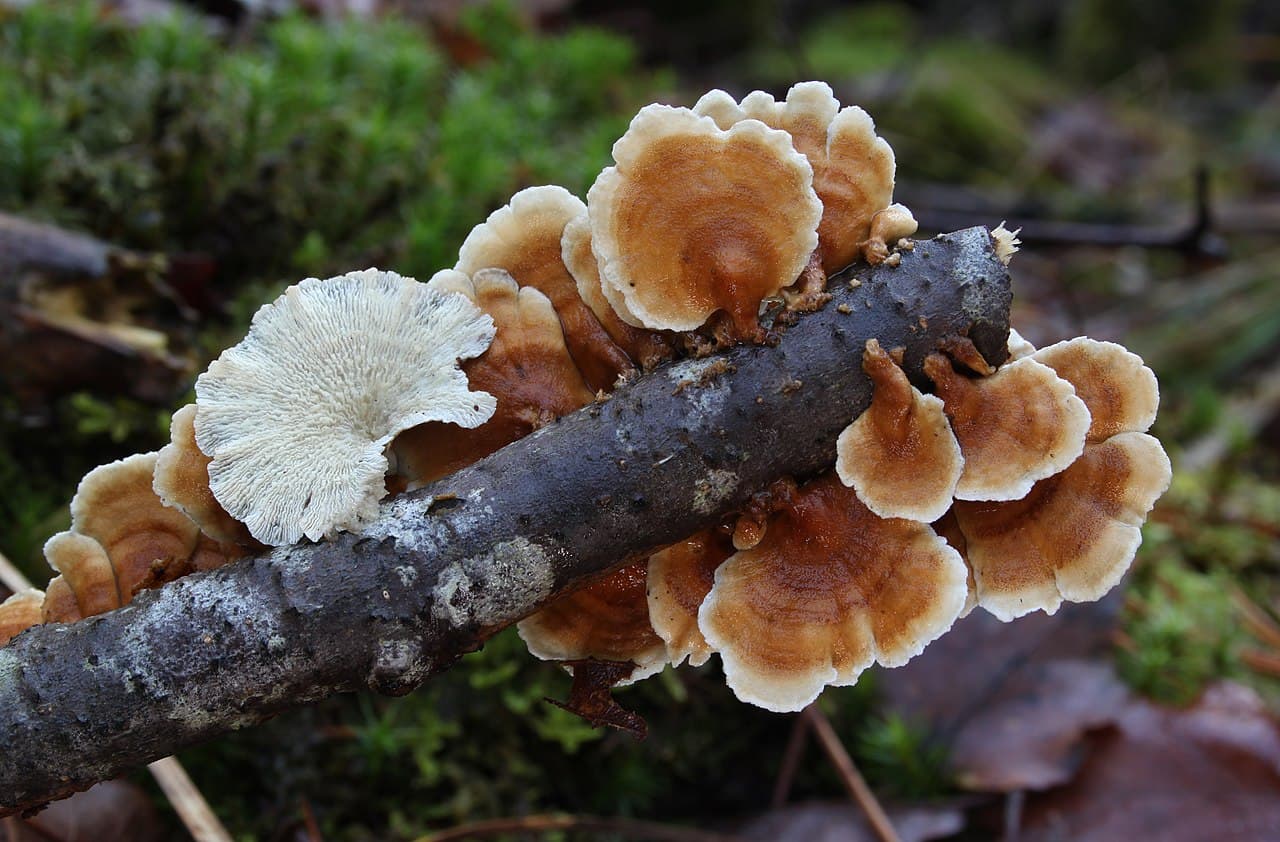 Měkkouš kadeřavý — charakteristický detail