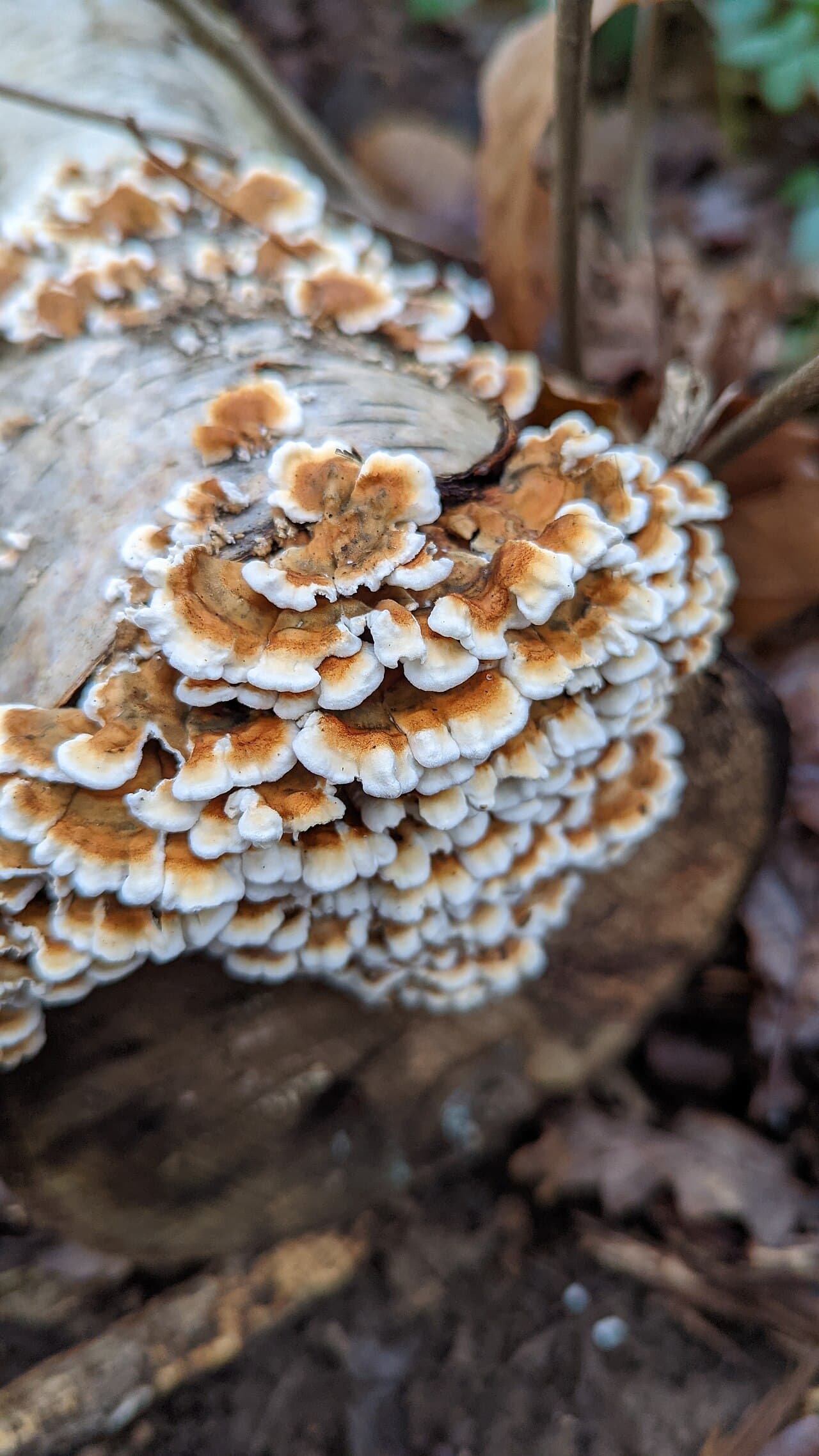 Měkkouš kadeřavý (Plicaturopsis crispa)
