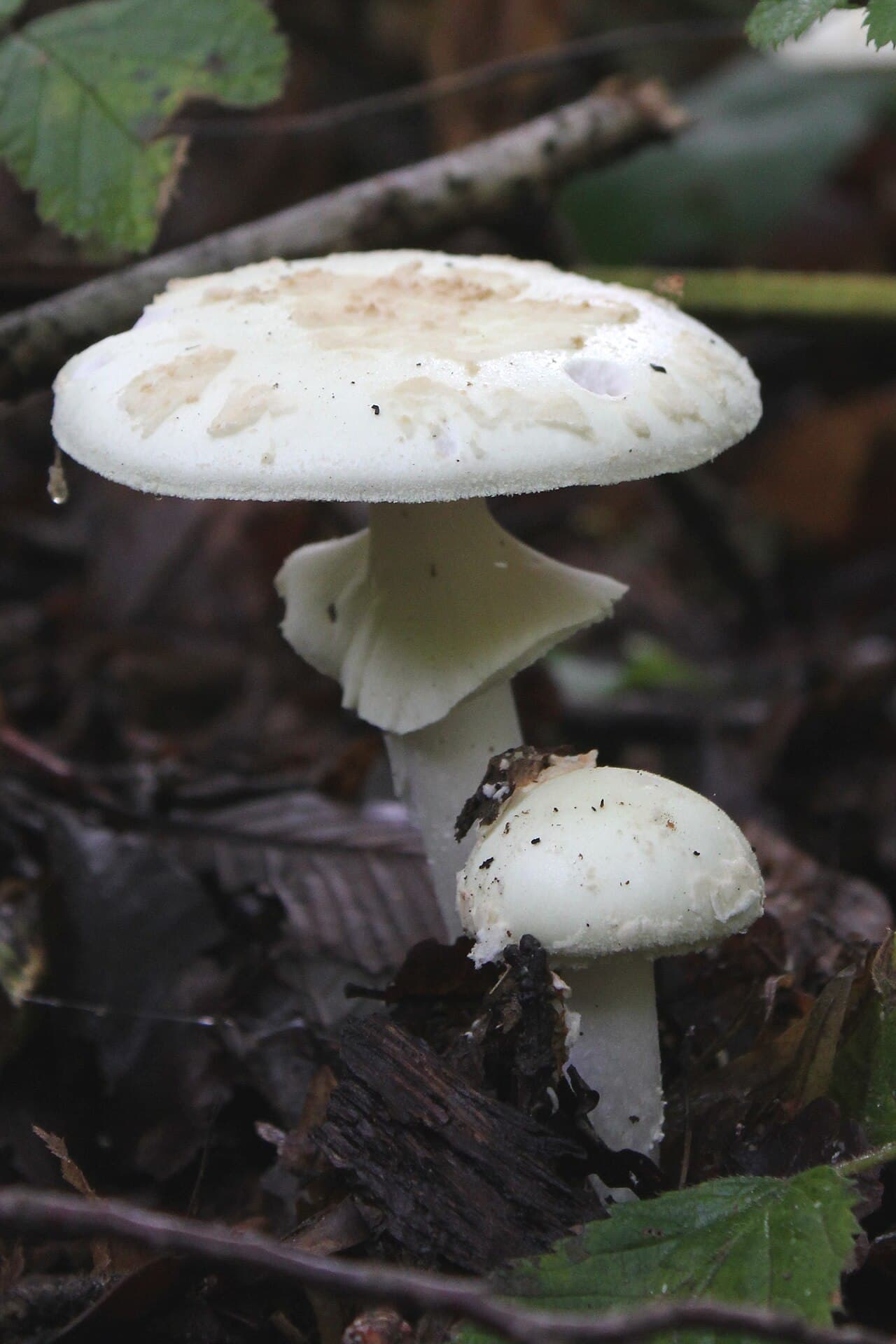 Muchomůrka citronová — charakteristický detail