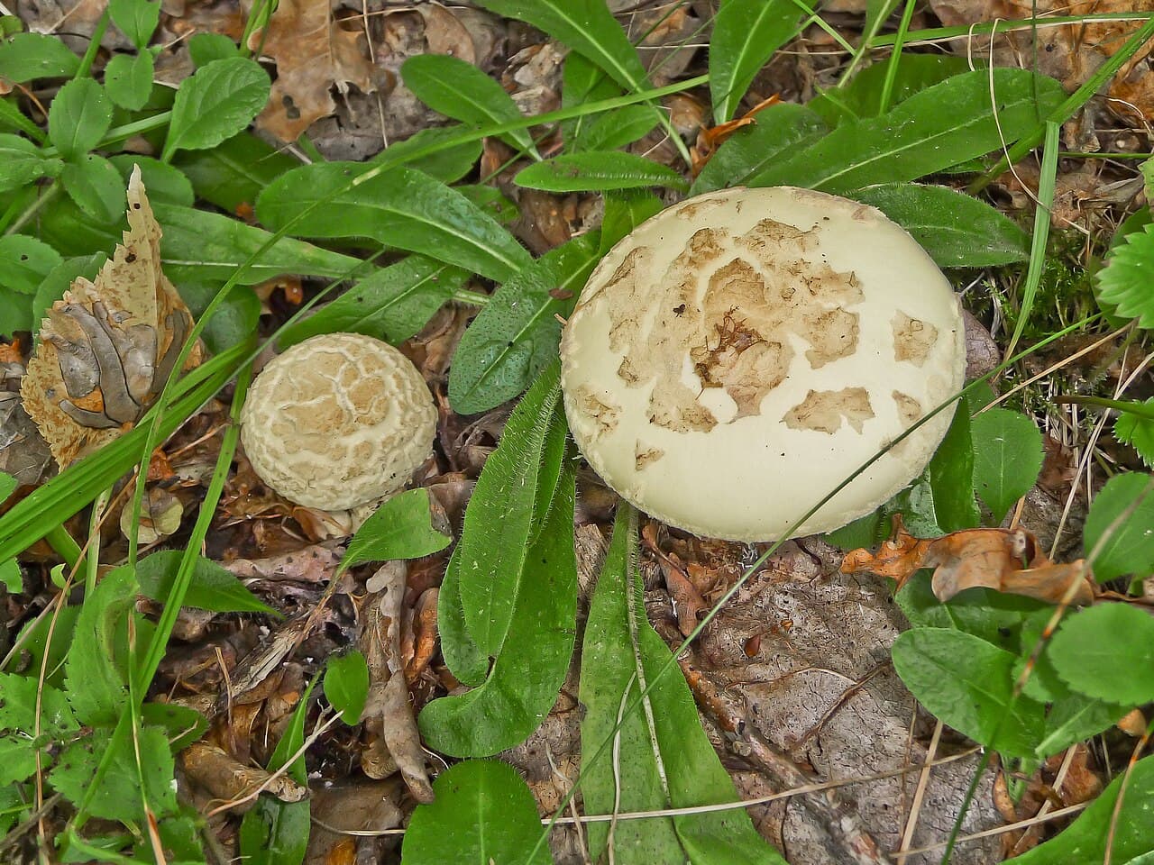 Muchomůrka citronová (Amanita citrina)